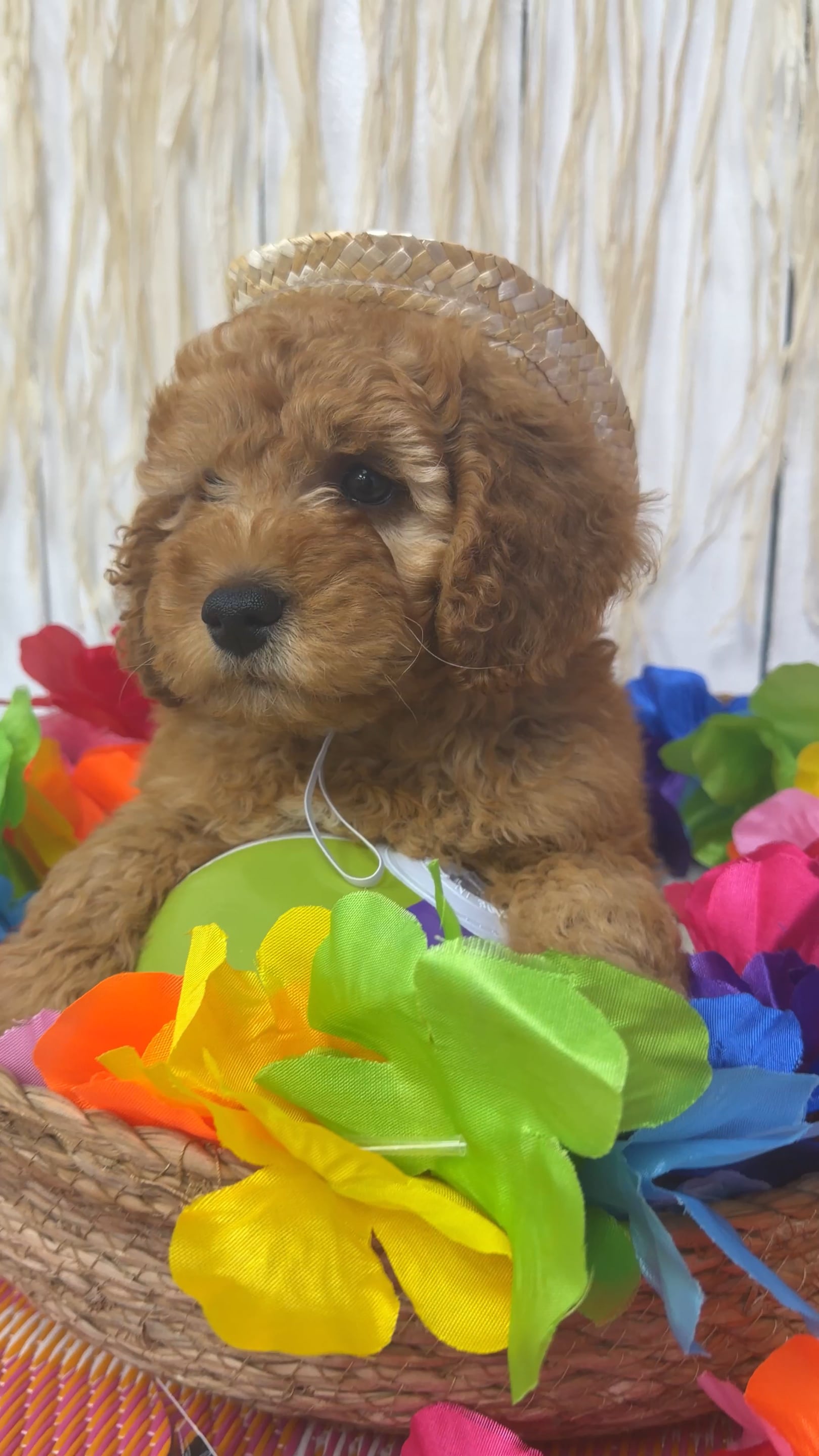 Male Mini Goldendoodle puppy named Bear for sale at Puppy Dreams Puyallup. video thumbnail