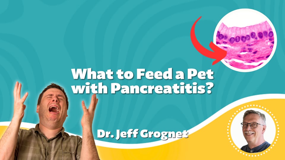 What to Feed a Pet with Pancreatitis?
