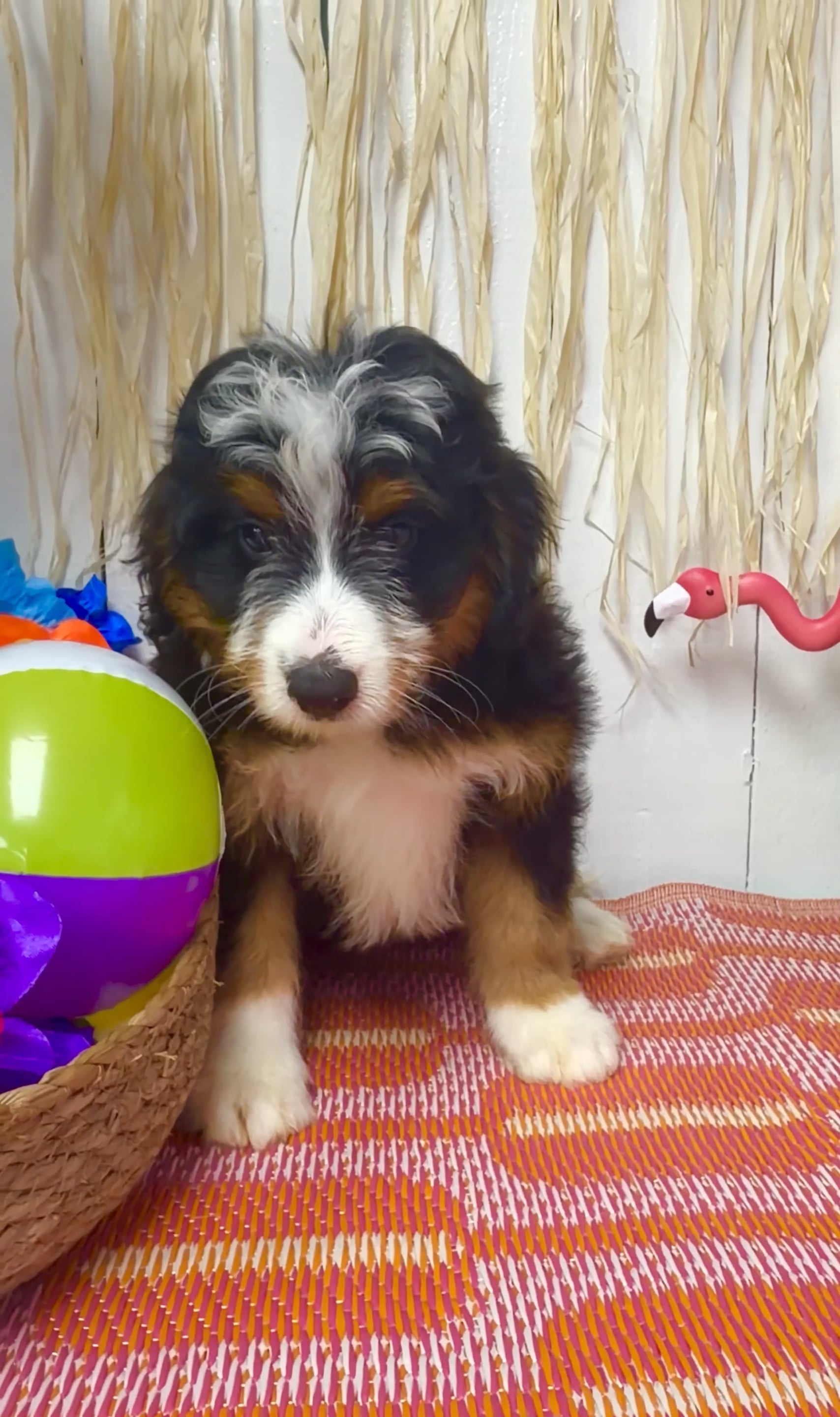 Male Bernedoodle puppy named Milo for sale at Puppy Dreams Puyallup. video thumbnail