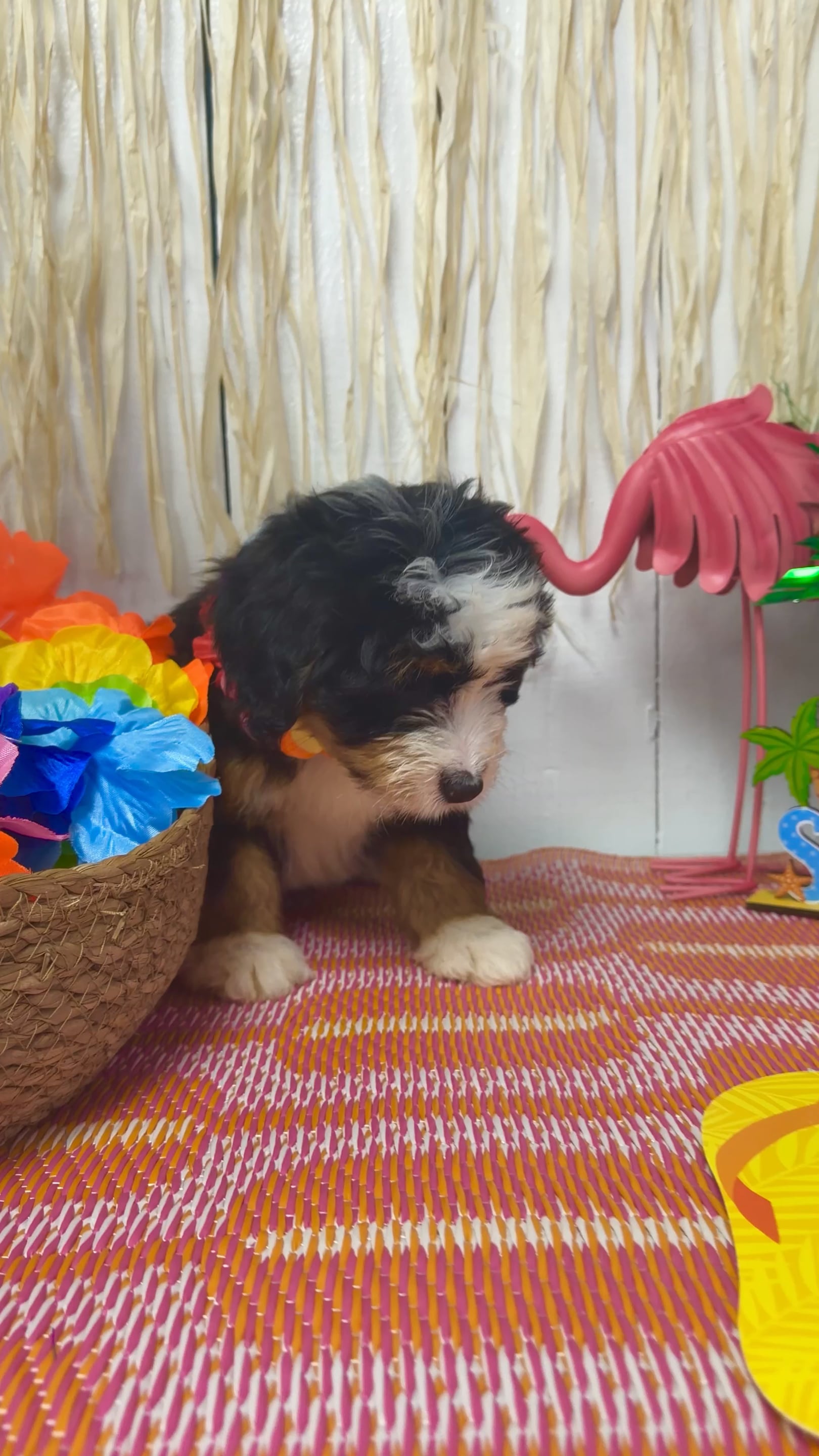 Female Bernedoodle puppy named Millie for sale at Puppy Dreams Puyallup. video thumbnail