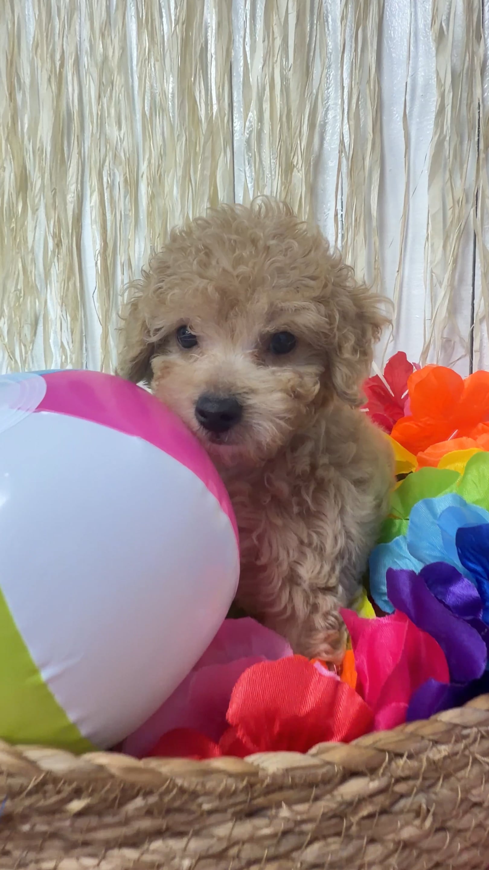 Male Maltipoo puppy named Angel for sale at Puppy Dreams Puyallup. video thumbnail