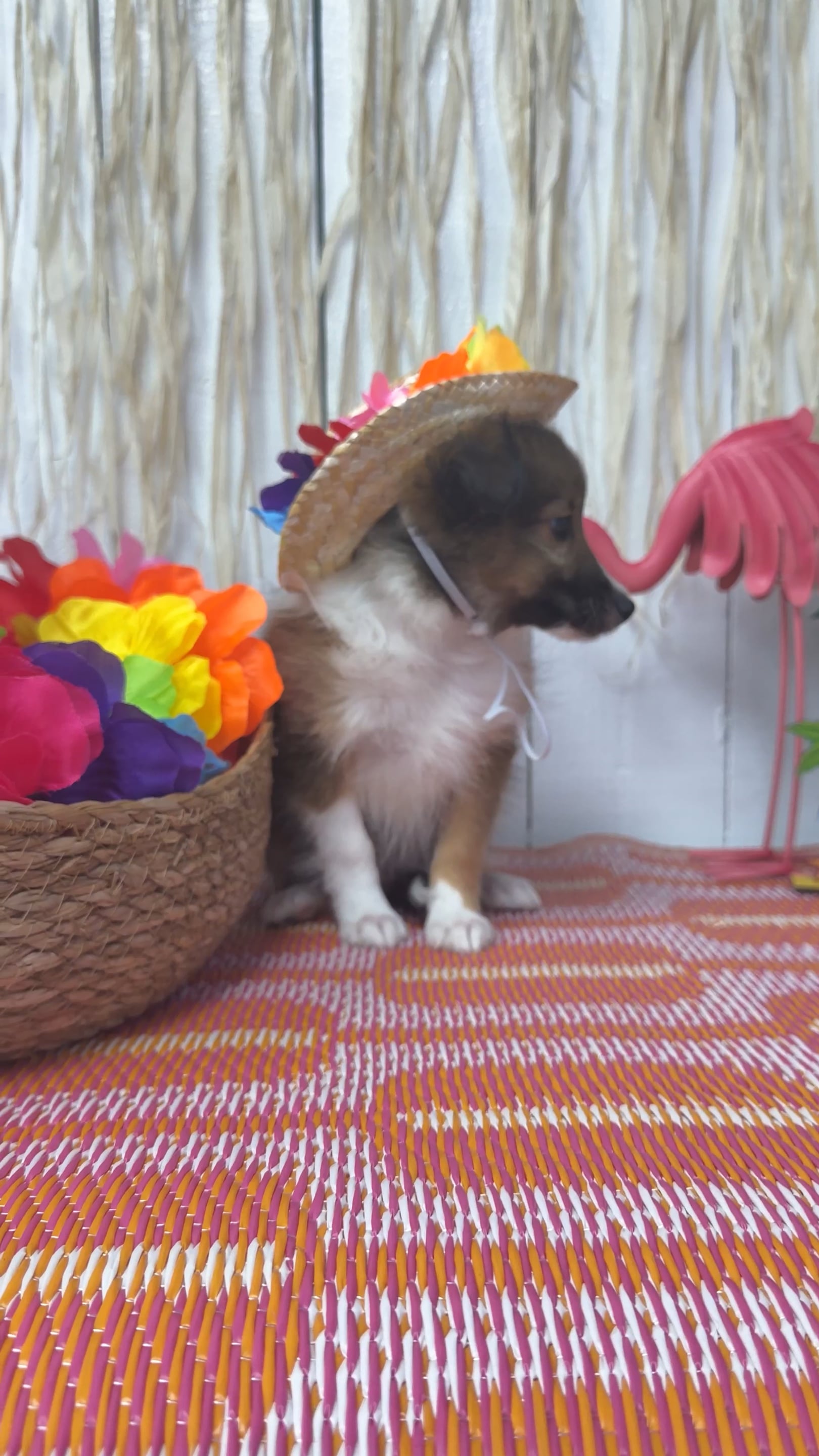 Male Sheltie puppy named Timber for sale at Puppy Dreams Puyallup. video thumbnail