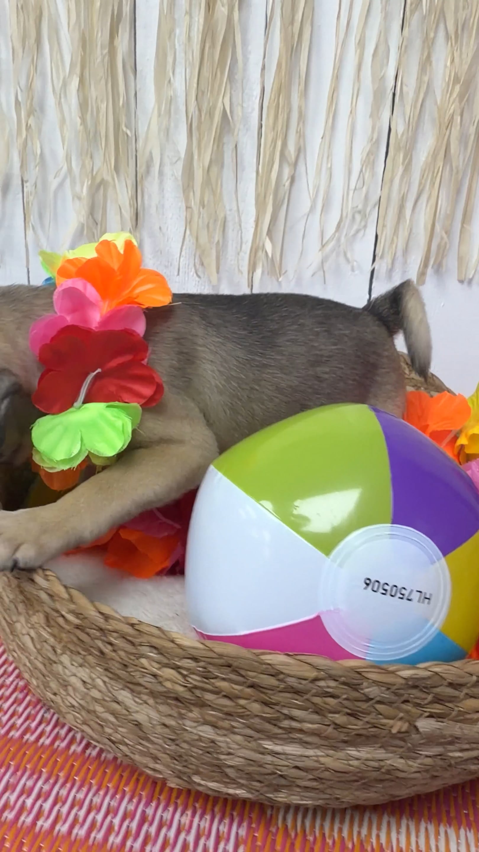 Female Pug puppy named Diva for sale at Puppy Dreams Puyallup. video thumbnail