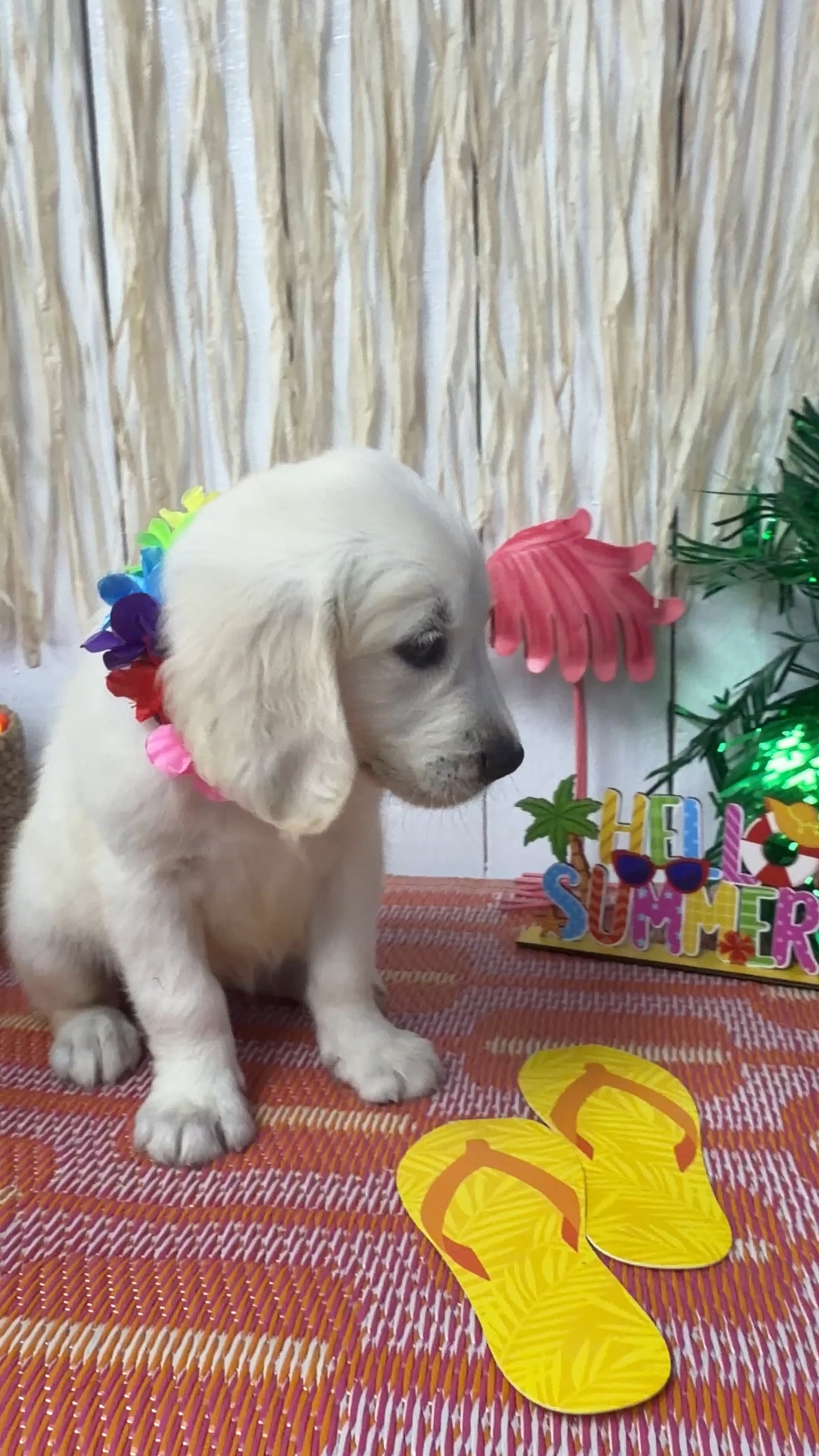Female Golden Retriever puppy named Heaven for sale at Puppy Dreams Puyallup. video thumbnail