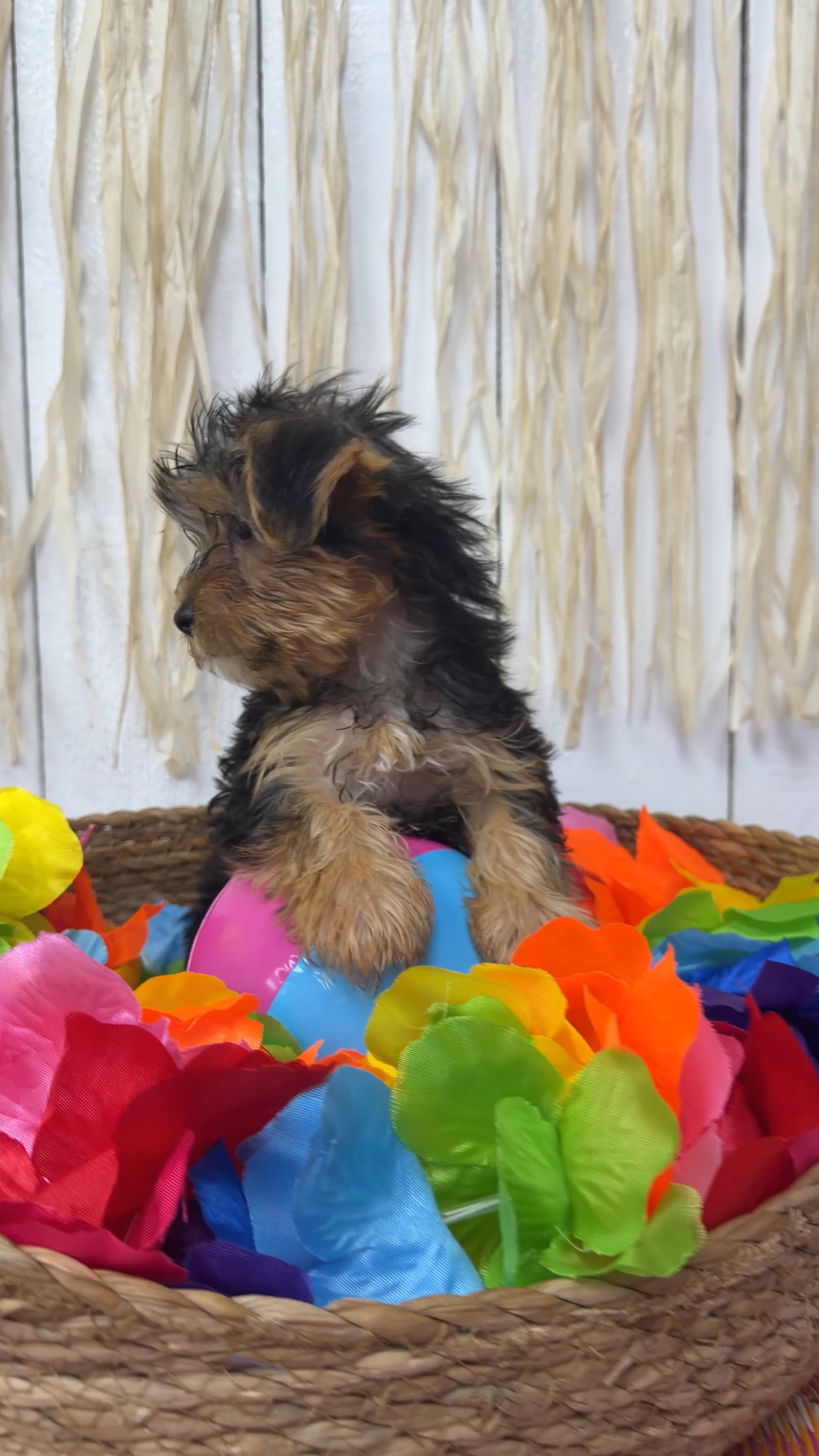 Male Yorkie puppy named Remy for sale at Puppy Dreams Puyallup. video thumbnail