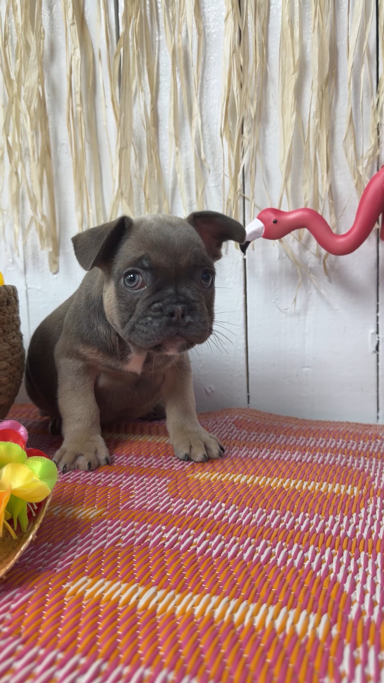 Male French Bulldog puppy named Dior for sale at Puppy Dreams Puyallup. video thumbnail