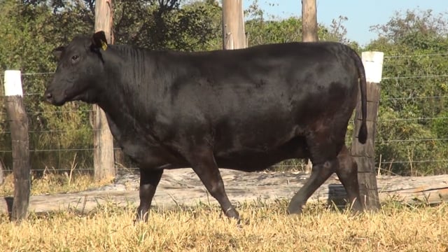 Lote 37
