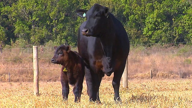 Lote 33
