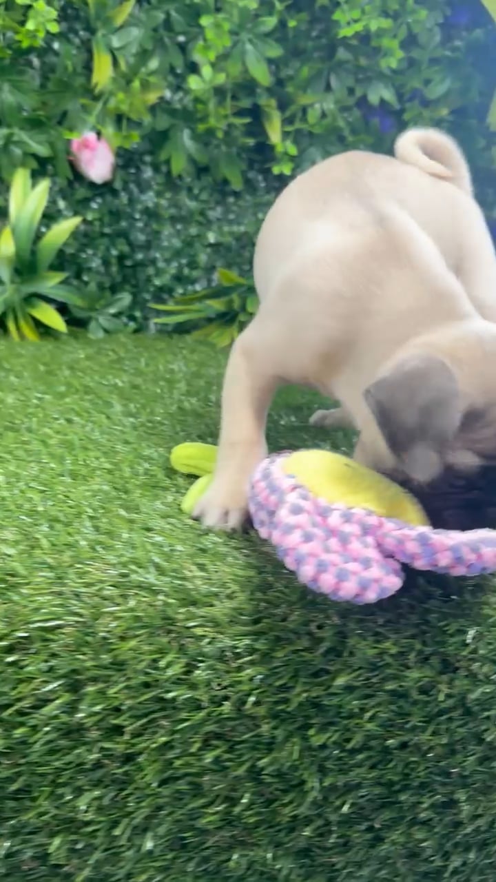 Male Pug puppy named Pierre for sale at Puppy Dreams - Katy. video thumbnail