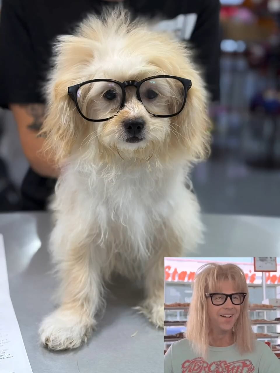 Female Peke A Poo puppy named Reba for sale at Pet Express Saugus. video thumbnail