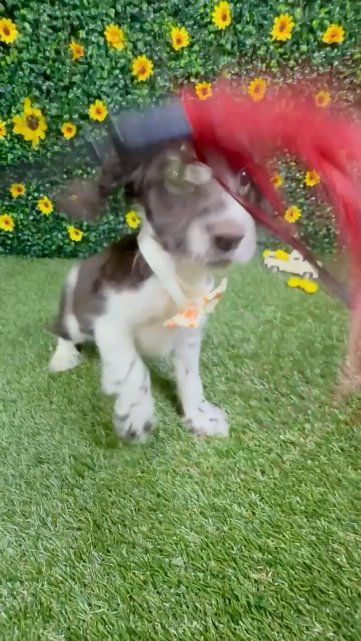 Male Cocker Spaniel puppy named Doe for sale at Puppy Dreams - Round Rock. video thumbnail