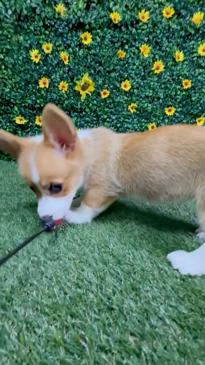 Female Pembroke Welsh Corgi puppy named Cookie for sale at Puppy Dreams - Round Rock. video thumbnail