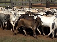 Lote 15