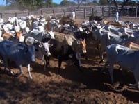 Lote 14A