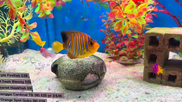 Regal Angelfish Misbar Tank bred WYSIWYG 22 video