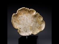 Astro West - One of Kind Large Genuine Indonesian Petrified Wood Tray AWHOME560