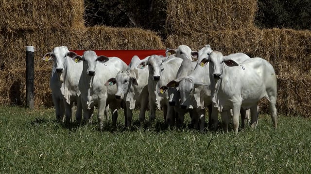 Lote 02C