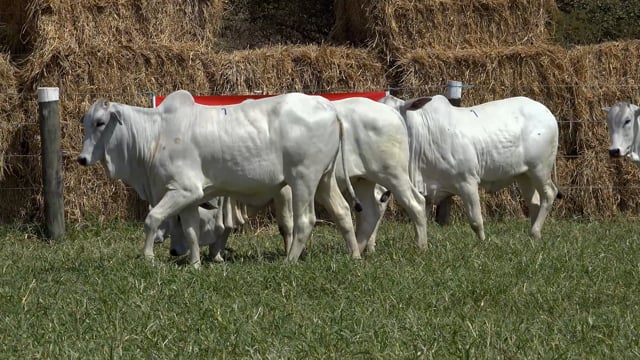 Lote 01C