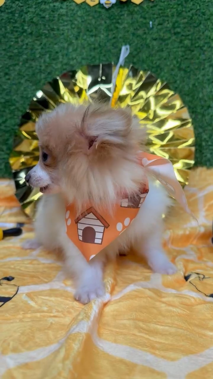 Male Pomeranian puppy named Pickles for sale at Puppy Dreams - Idaho. video thumbnail