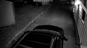 Racoon at night