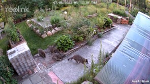 Racoon family