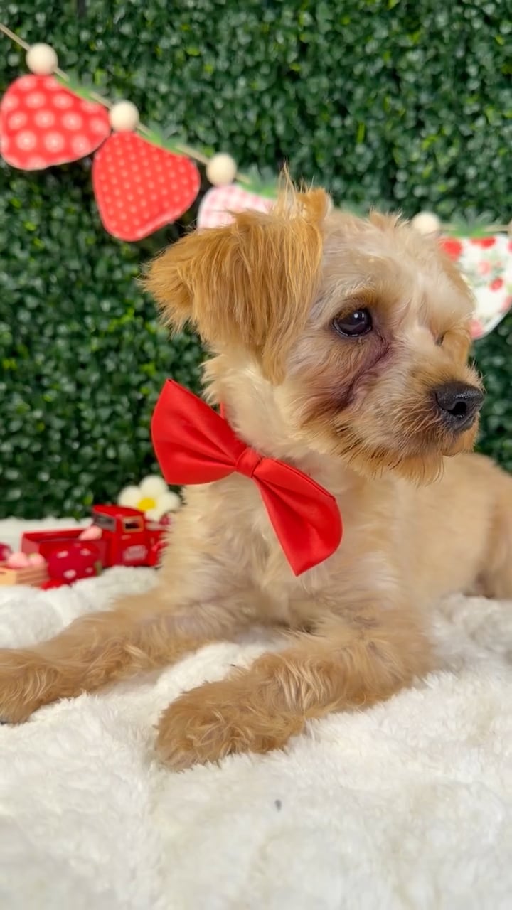 Male Yochon puppy named Rocket for sale at Puppy Dreams - Garland. video thumbnail