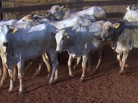 Lote 18