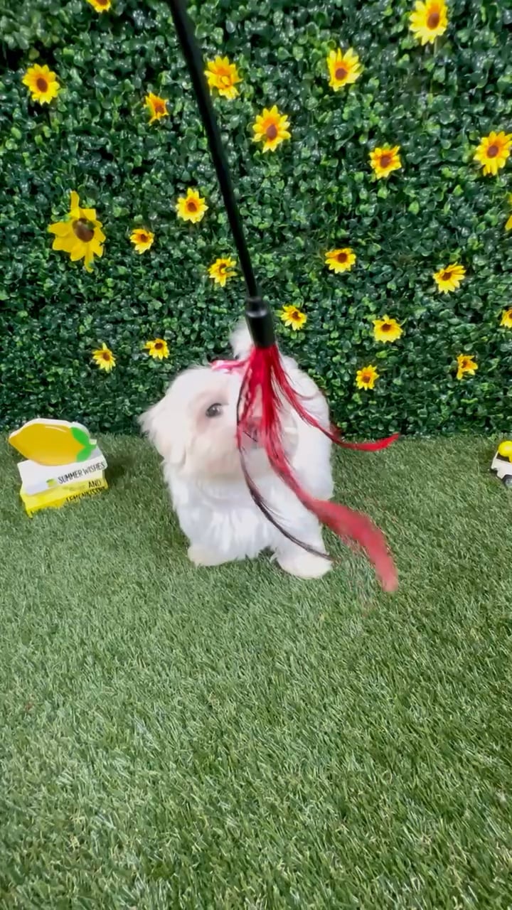 Female Maltese puppy named Opal for sale at Puppy Dreams - Round Rock. video thumbnail