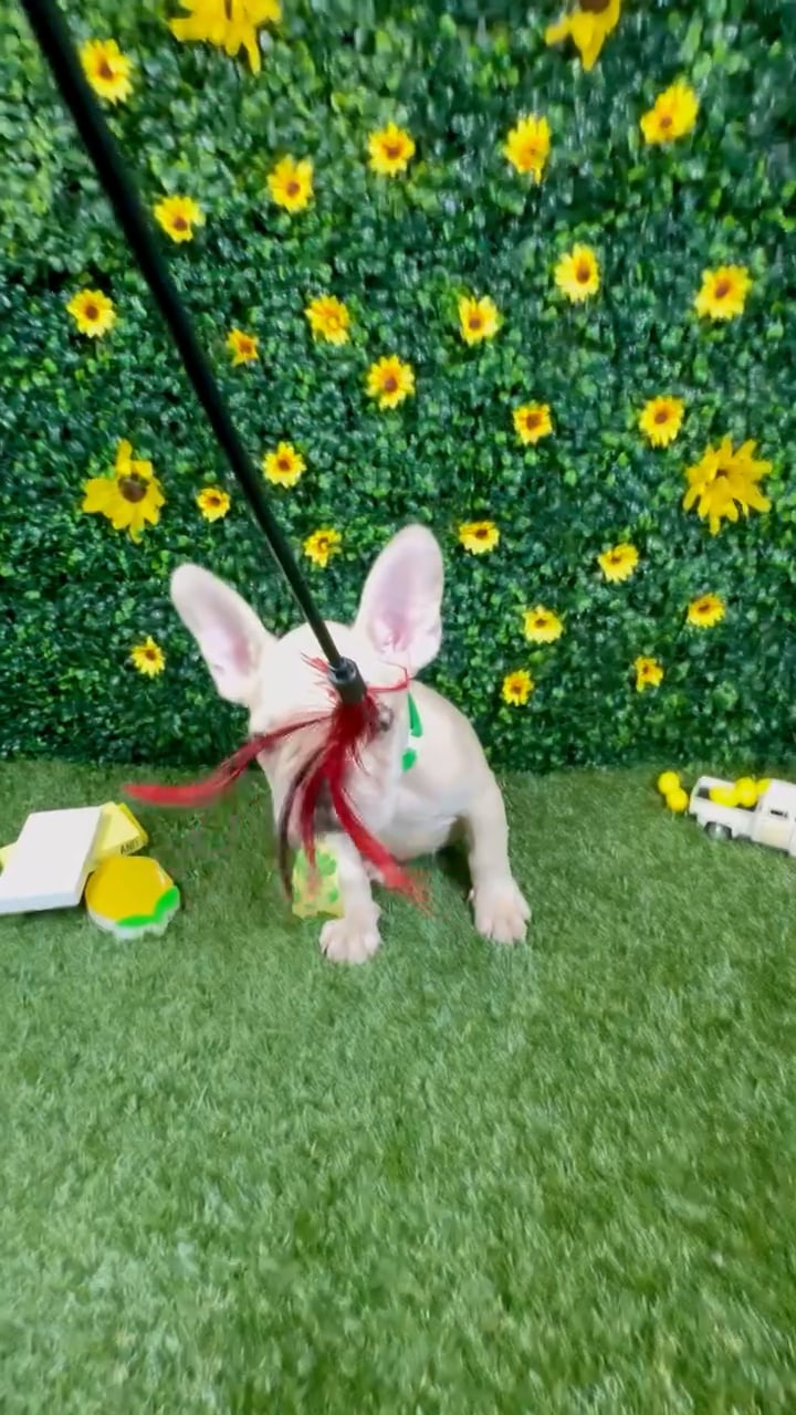 Male French Bulldog puppy named Rocco for sale at Puppy Dreams - Round Rock. video thumbnail