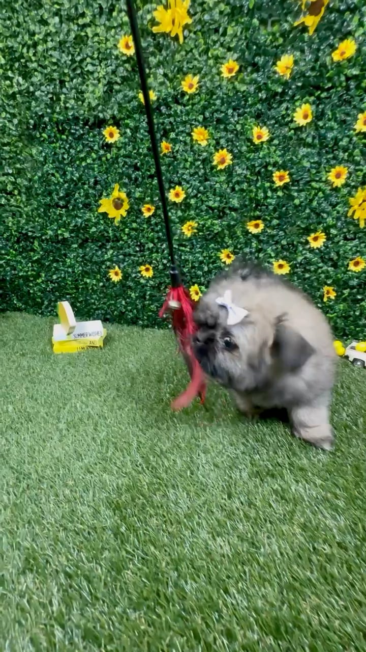 Female Shih Tzu-Pom puppy named Ash for sale at Puppy Dreams - Round Rock. video thumbnail
