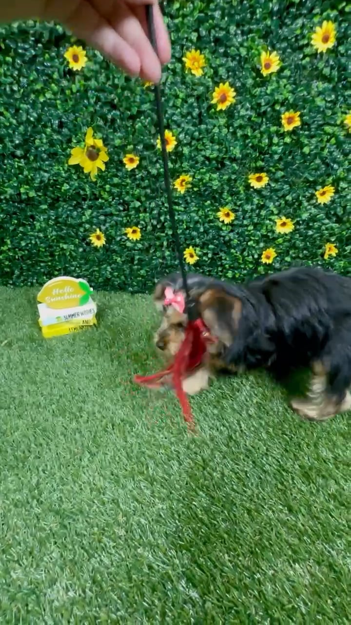Female Yorkie puppy named Millie for sale at Puppy Dreams - Round Rock. video thumbnail