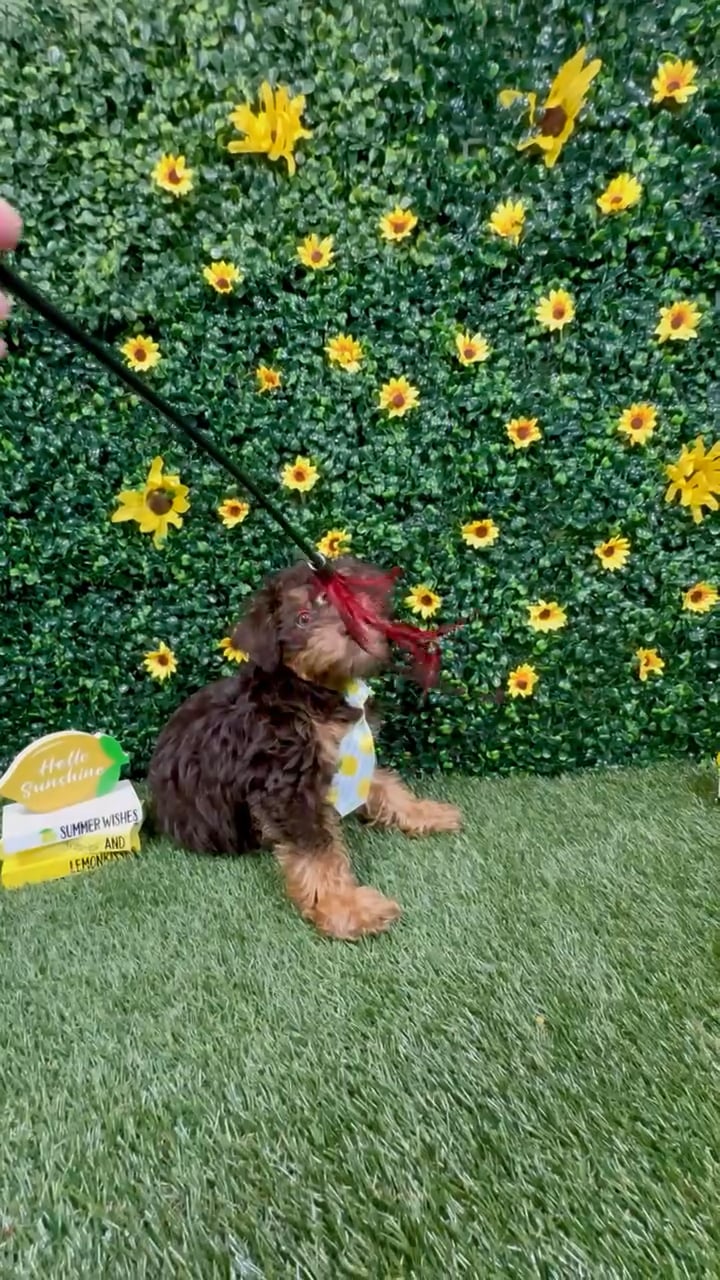 Male Schnoodle puppy named Lester for sale at Puppy Dreams - Round Rock. video thumbnail