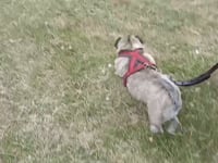 Lola Video