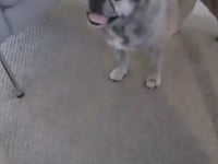 Lola Video
