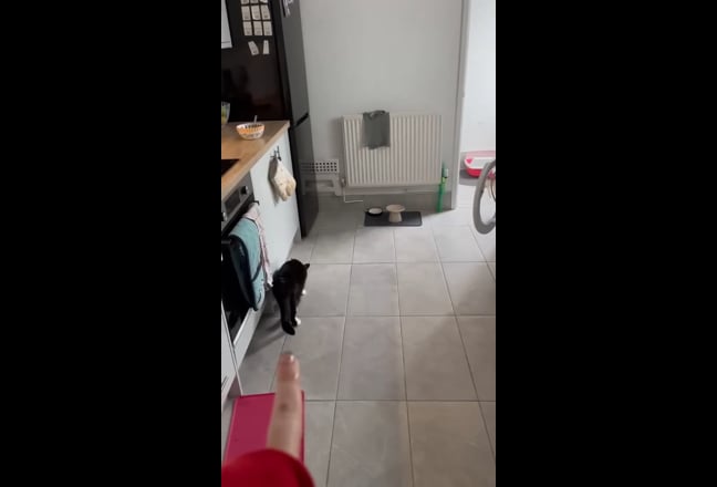 Video 1: 