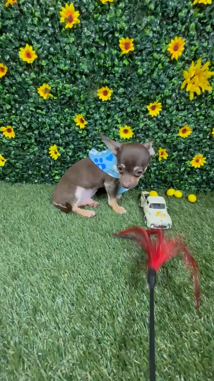 Male Chihuahua puppy named Mocha for sale at Puppy Dreams - Round Rock. video thumbnail