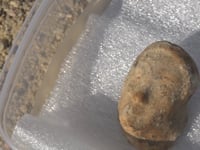 Troben un vas ritual decorat amb un cap femení del segle VI aC en una casa grega d'Empúries