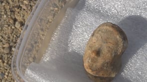 Troben un vas ritual decorat amb un cap femení del segle VI aC en una casa grega d'Empúries