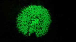 0495_Fluorescent green mushroom coral