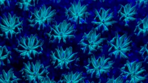 0496_Fluorescent blue coral close up at night
