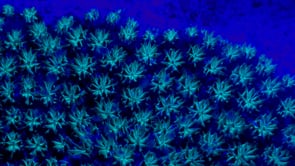 0497_Fluorescent blue coral