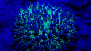 0498_Fluorescent blue mushroom coral