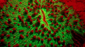 0499_Fluorescent red mushroom coral glowing at night
