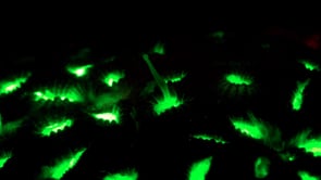 0500_Fluorescent Brain coral in green neon light