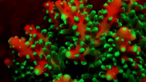 0501_fluorescent red and green coral at night