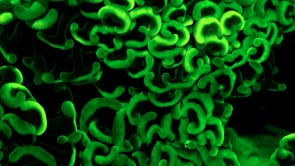 1082_Fluorescent green coral close up at night