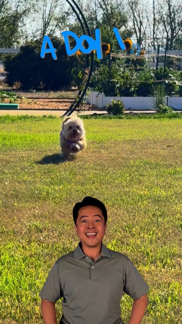 My Perfect Pet