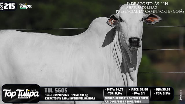Lote 215