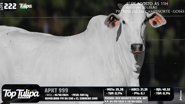 Lote 222