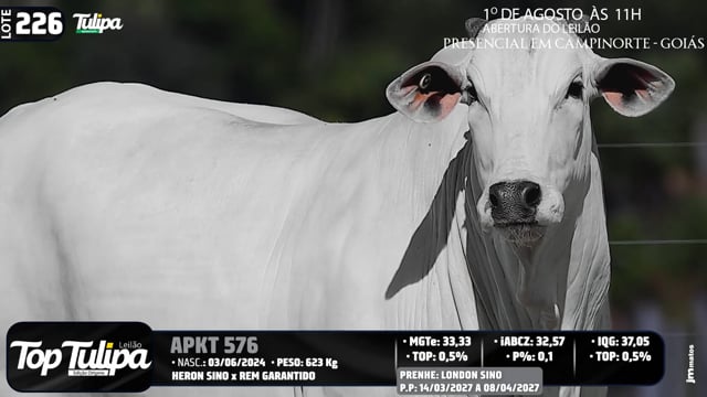 Lote 226